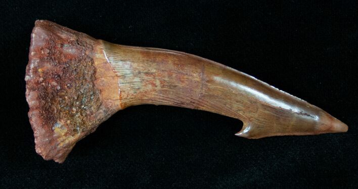 Onchopristis (Giant Sawfish) Rostral Barb/Tooth #14456